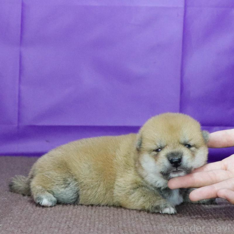 販売中の愛知県の柴犬-403677の4枚目